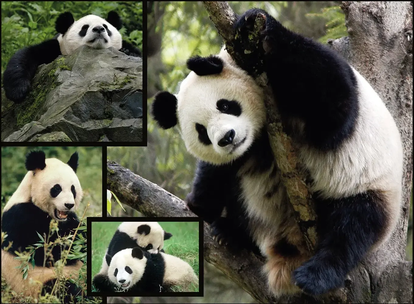 Pandas - Wilde Geschichten - WWF