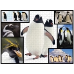 Pinguine - Wilde Geschichten - WWF