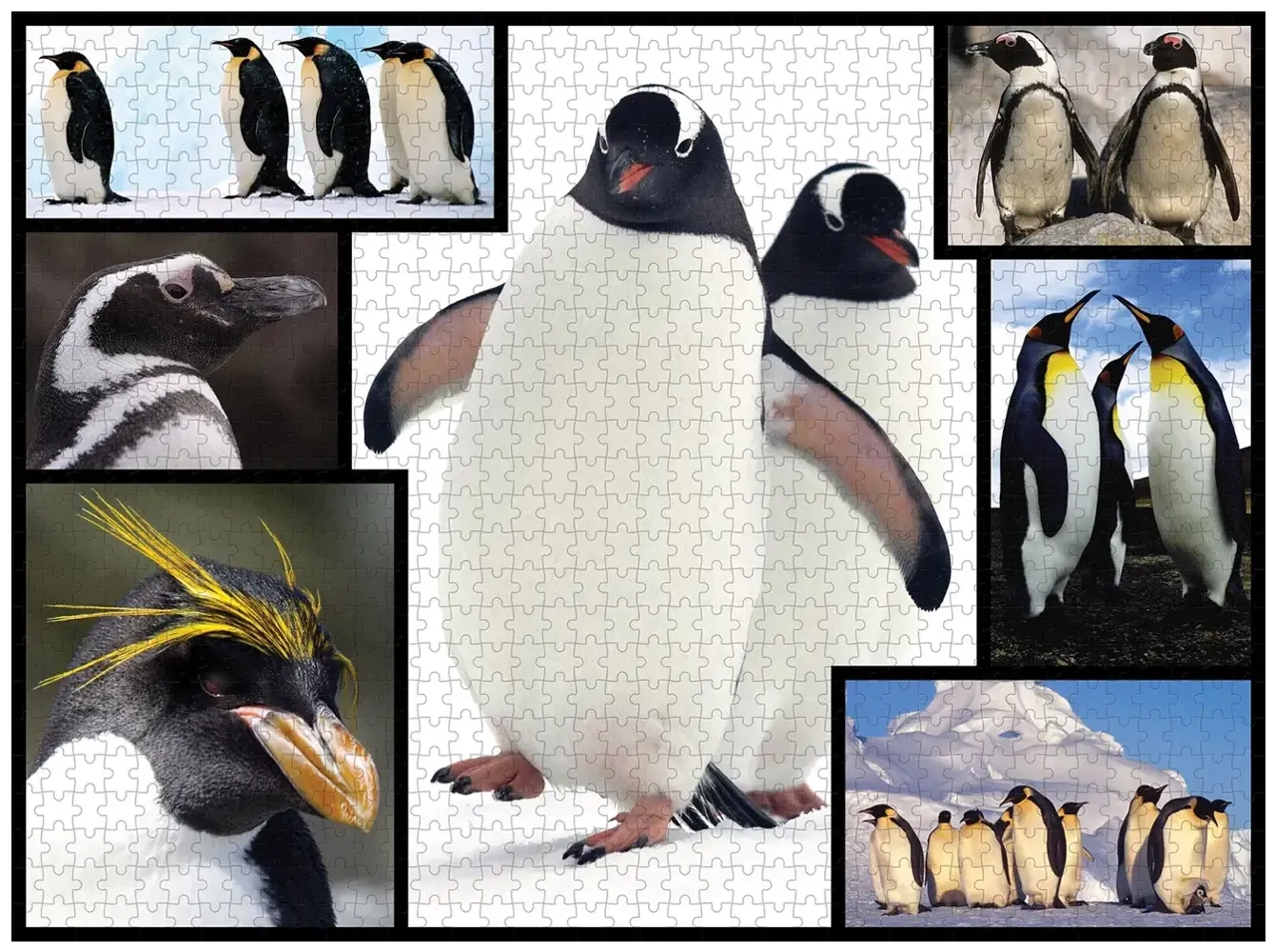 Pinguine - Wilde Geschichten - WWF
