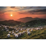 Sheep and Volcanoes