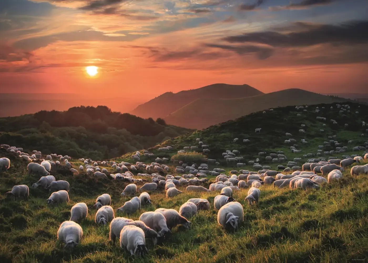 Sheep and Volcanoes
