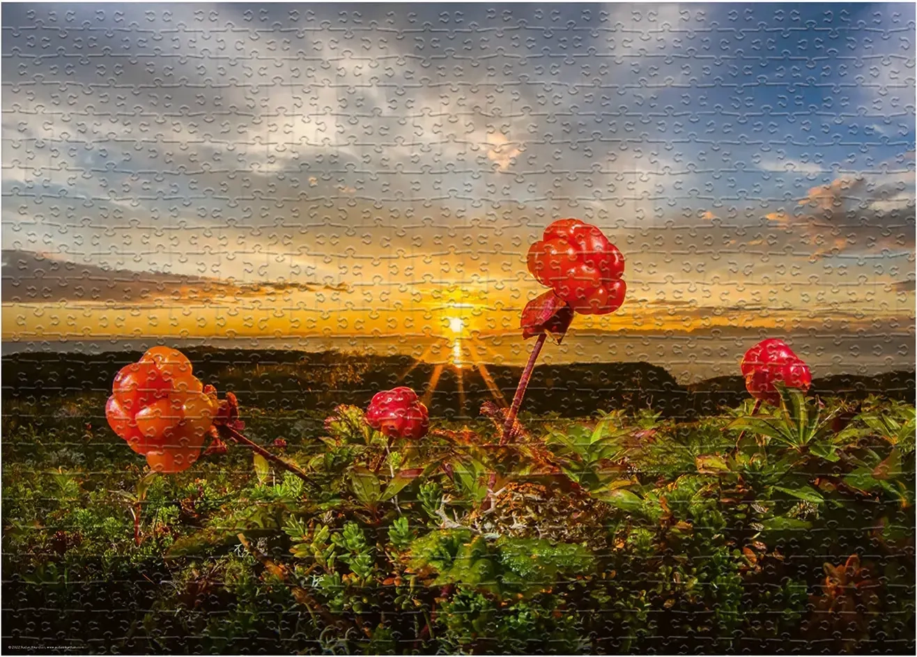 Feld mit Moltebeeren - Edition Alexander von Humboldt