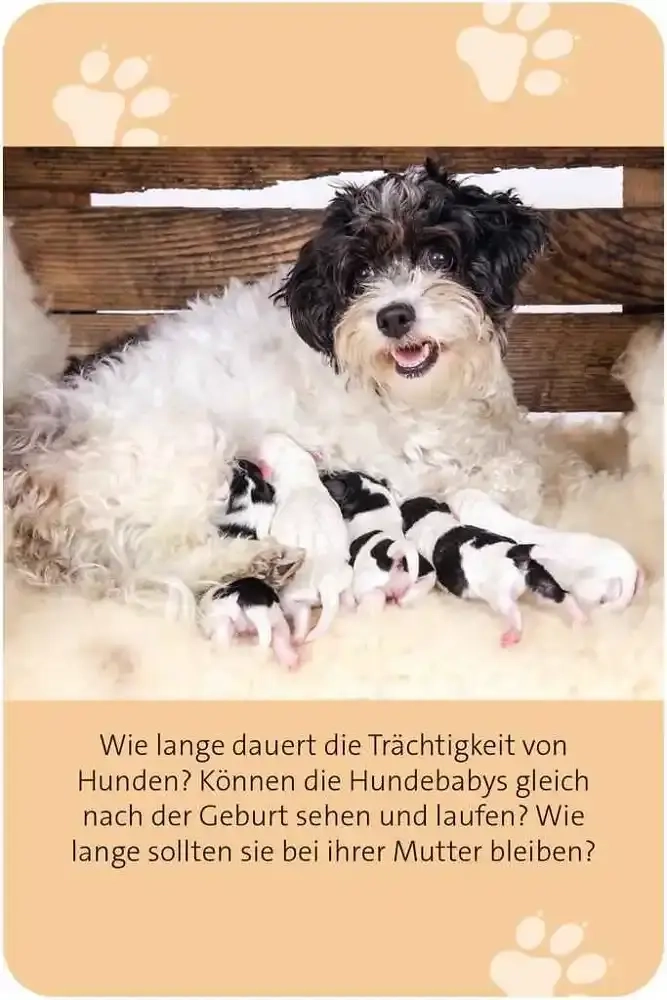 Das grosse Hund Quiz - DE