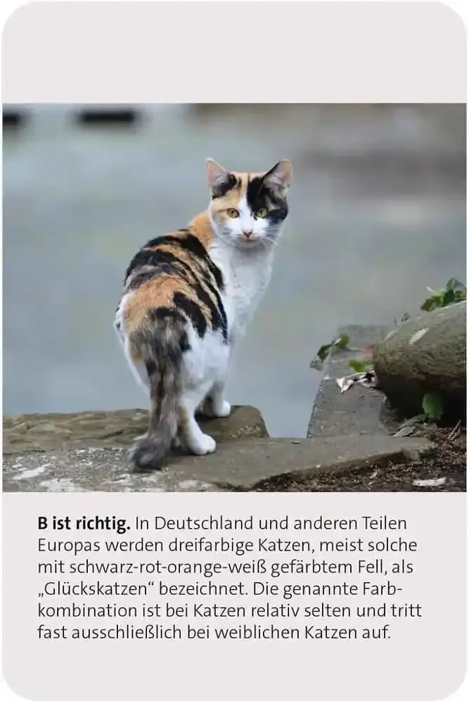 Das grosse Katzen Quiz - DE