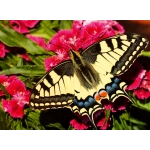 Schöner Schmetterling