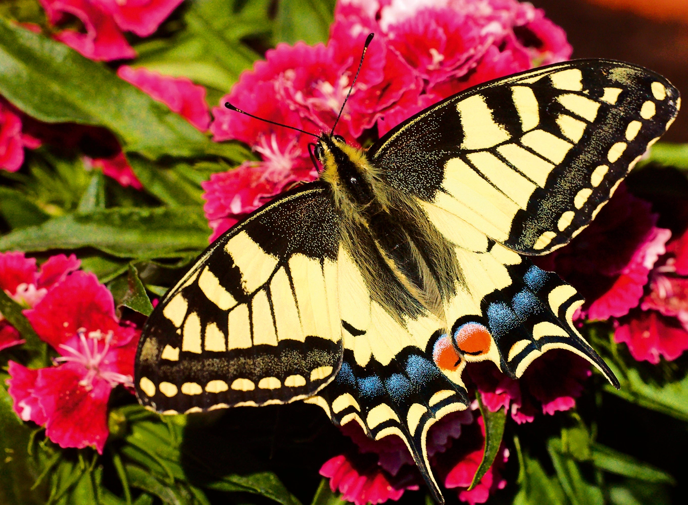 Schöner Schmetterling