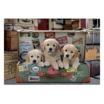 Puppies in the luggage