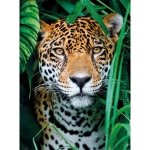 Jaguar in the Jungle