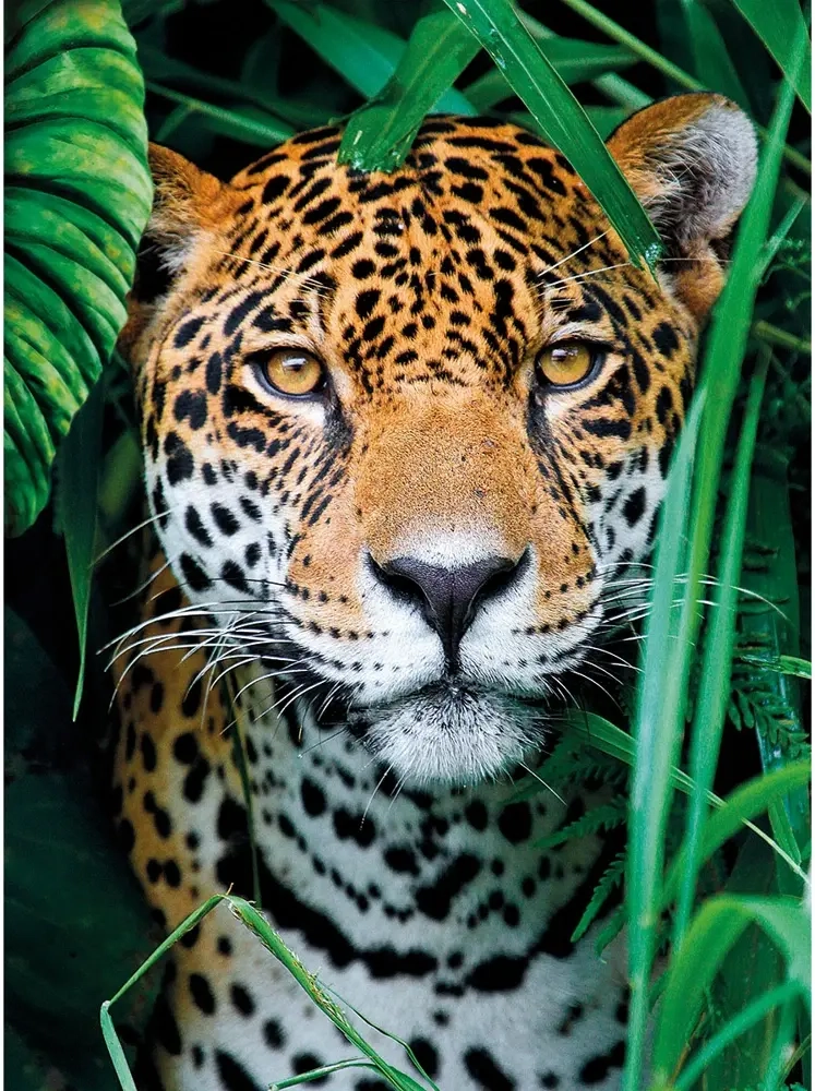 Jaguar in the Jungle