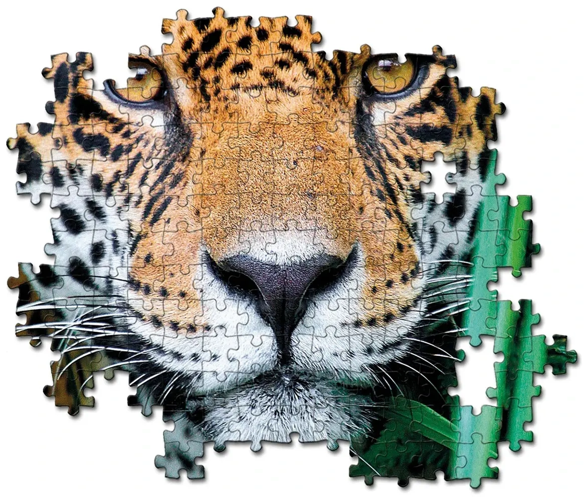 Jaguar in the Jungle