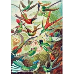 Hummingbirds - Ernst Haeckel