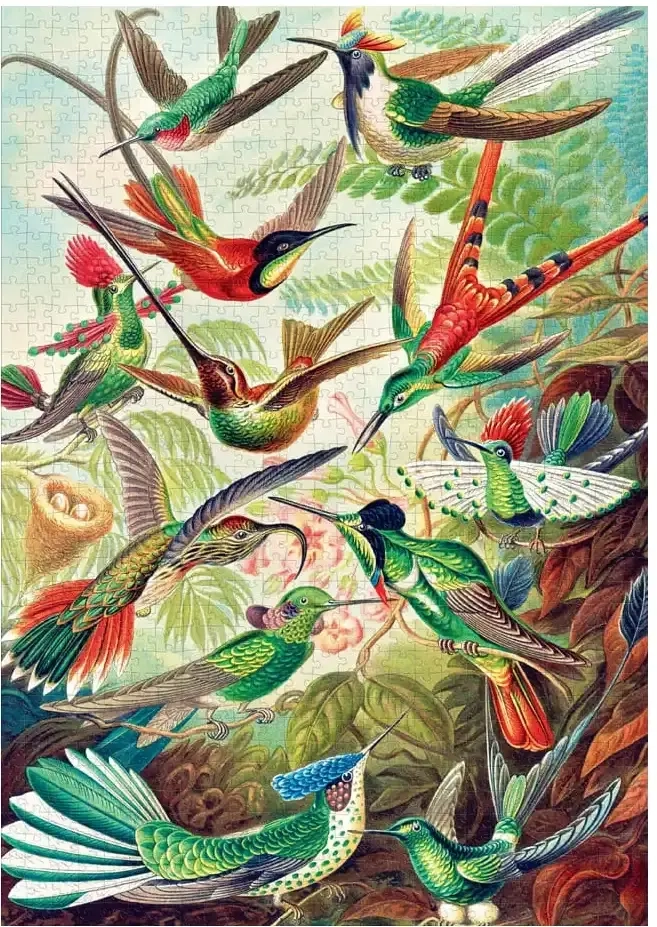 Hummingbirds - Ernst Haeckel