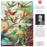 Hummingbirds - Ernst Haeckel