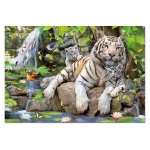 White Tigers of Bengal