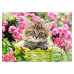 Kitten in flower garden