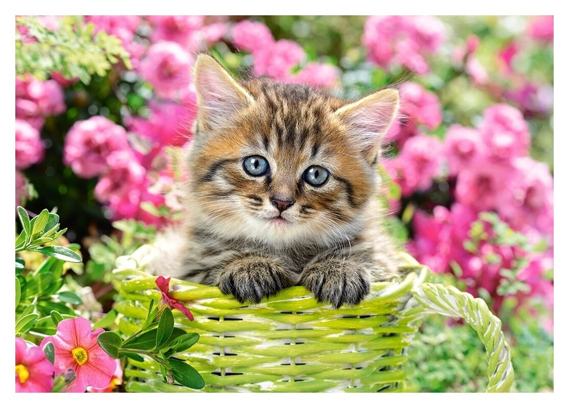 Kitten in flower garden