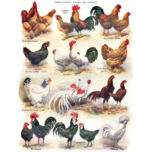 Poules - Poultry
