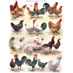 Poules - Poultry