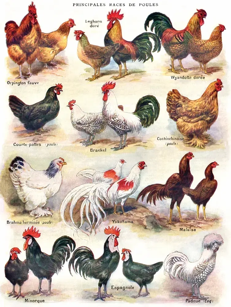 Poules - Poultry