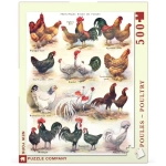 Poules - Poultry