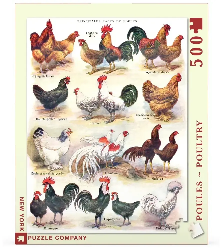 Poules - Poultry