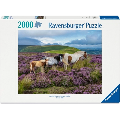 Wildpferde in der Heide