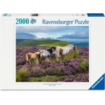 Wildpferde in der Heide