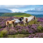 Wildpferde in der Heide