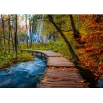 Herbstlicher Waldweg