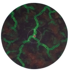 Eldritch Underglow Design Neoprene Objective Marker (6)