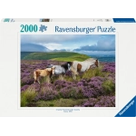 Wildpferde in der Heide