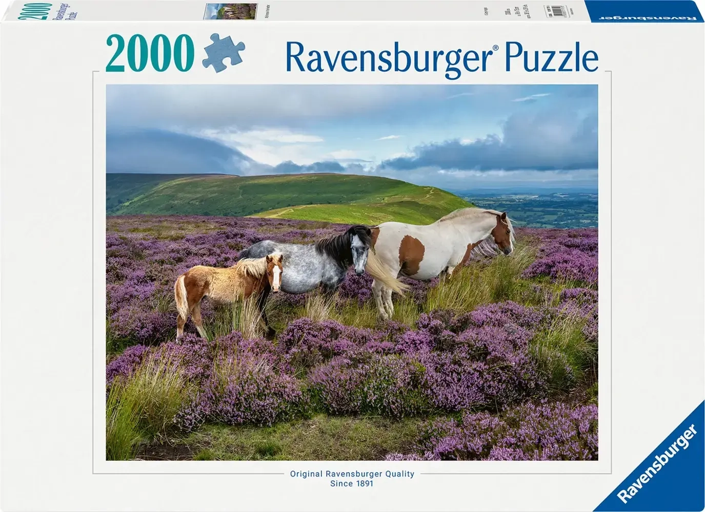 Wildpferde in der Heide