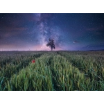 Nachthimmel über dem Kornfeld - power of nature