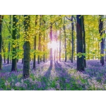 Zarte Glockenblumen im Wald