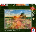 Heide im Sonnenuntergang