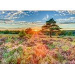 Heide im Sonnenuntergang