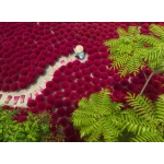 Ein Meer aus Rot
