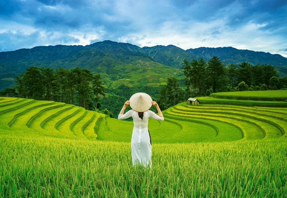 Rice Fields in Vietnam