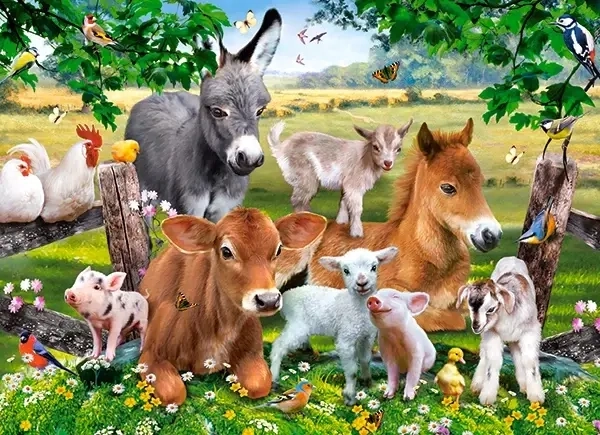 On the Farm
