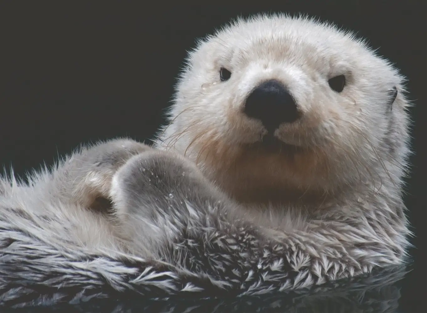 Süsser kleiner Otter