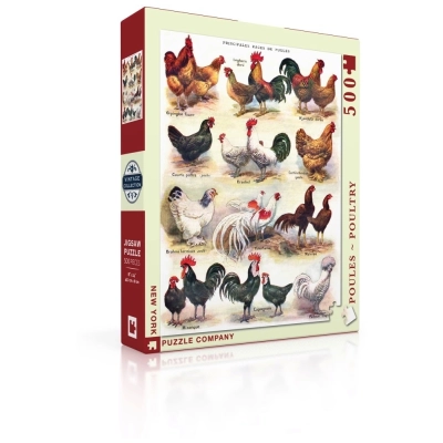 Poules - Poultry