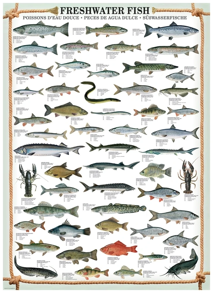 Süsswasserfische
