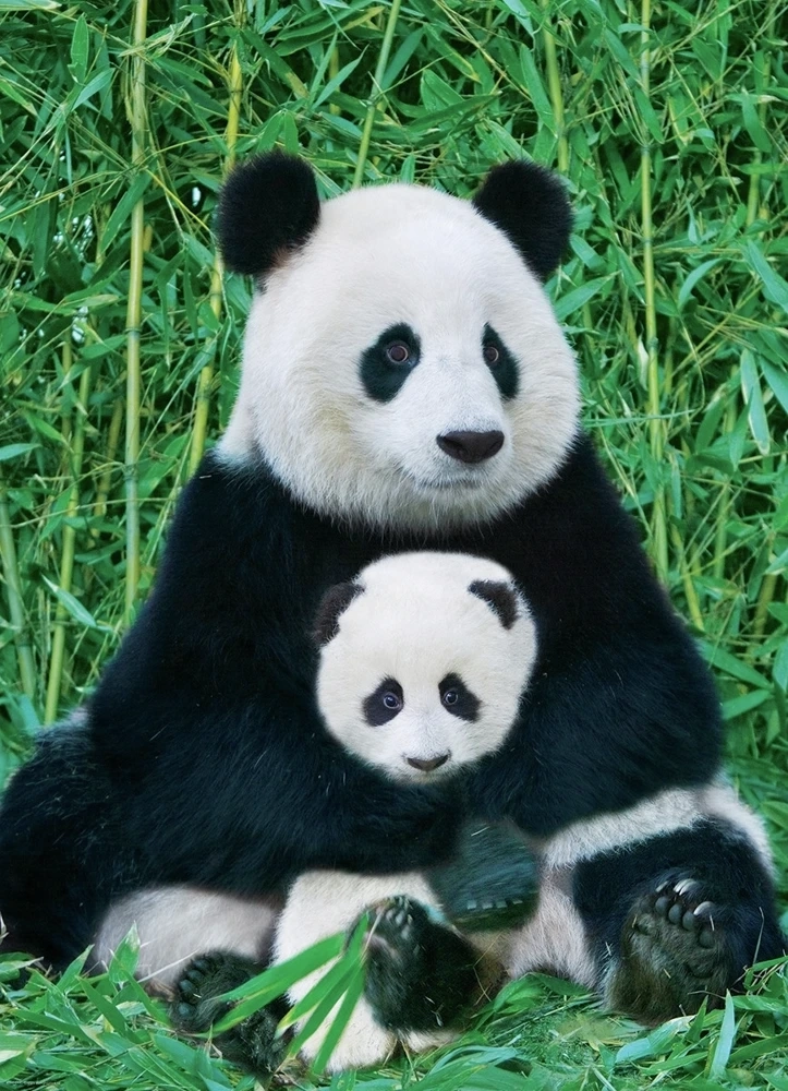 Panda und Baby