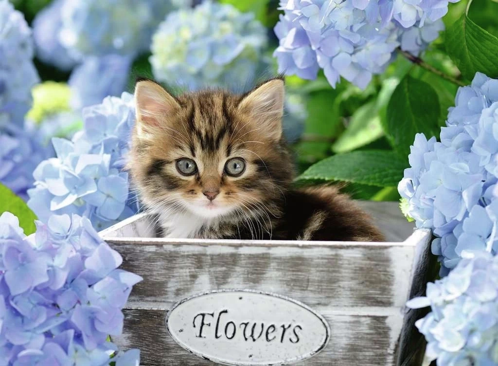 Kleine Katze