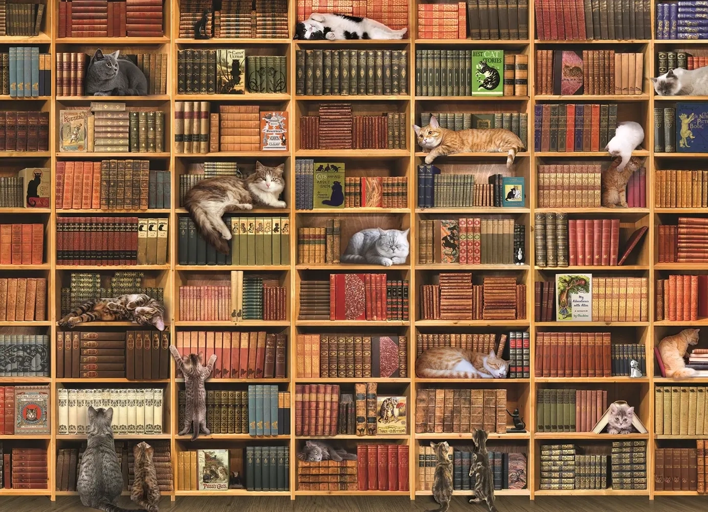 The Cat Library