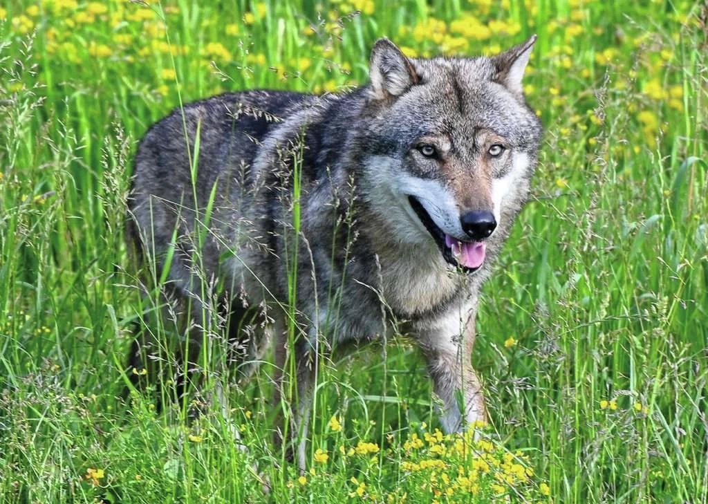 Wolf im Tierpark Goldau