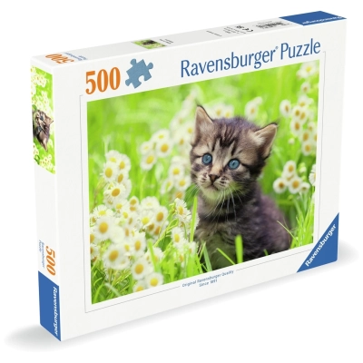 Kätzchen in der Wiese