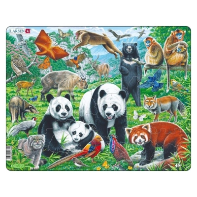 Panda Bear Family on a China Mountain Plateau