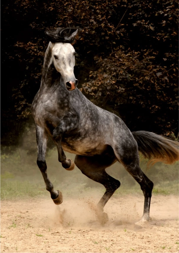 Steigender arabischer Grauschimmel - Magie der Pferde