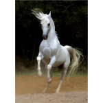 Steigender arabischer Schimmel -  Magie der Pferde